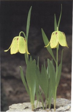 Fritillaria hermonsis subsp.amana